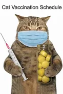 Cat Vaccination Schedule - Gabriel Bachheimer