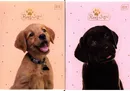 Zeszyt A5 w kratkę 32 kartki Puppy Sign 10 sztuk mix