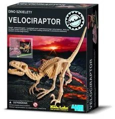 Dino szkielety Velociraptor