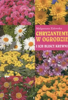 Chryzantemy w ogrodzie - Małgorzata Zalewska