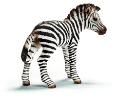Zebra źrebię
