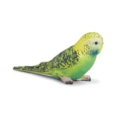Papuga Zielona