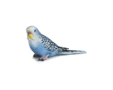 Papuga Błękitna