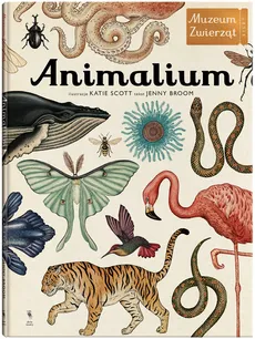 Animalium - Outlet - Jenny Broom