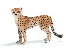 Gepard samica
