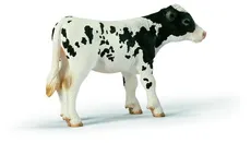 Cielę rasy Holstein