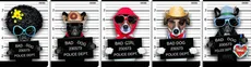 Zeszyt A5 Bad Dog w kratkę 32 kartki 10 sztuk mix