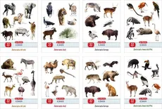 Zeszyt A5 Zwierzęta świata w kratkę 32 kartki 10 sztuk mix