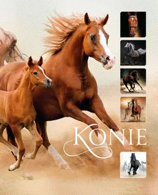 Konie - Outlet - Ewa Walkowicz