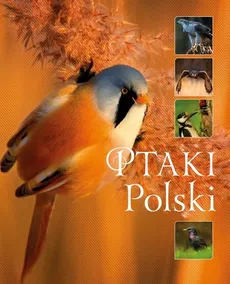 Ptaki Polski - Karolina Matoga