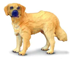 Pies rasy golden retriever