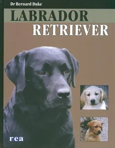 Labrador Retriever - Bernard Duke