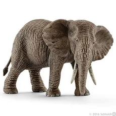 Samica słonia afrykańskiego