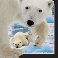 Magnes 3D - Niedźwiedź polarny z młodym