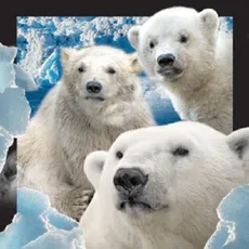 Magnes 3D - Niedźwiedzie polarne