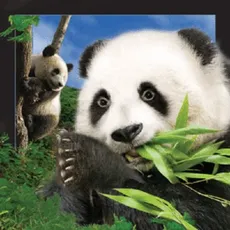 Pocztówka 3D Panda