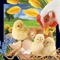 Pocztówka 3D Wielkanocne kurczaczki