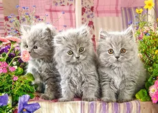 Puzzle Three Grey Kittens 260