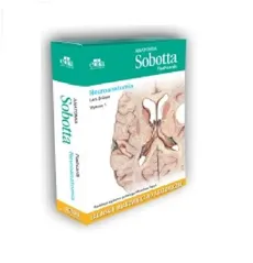 Anatomia Sobotta Flashcards Neuroanatomia - Outlet - L. Bräuer