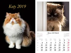 Kalendarz 2019 wieloplanszowy Koty dwustronny - Outlet - Marek Jurkowlaniec