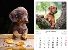 Kalendarz 2019 wieloplanszowy Psy - Marek Jurkowlaniec