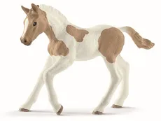 Koń Paint Horse Foal