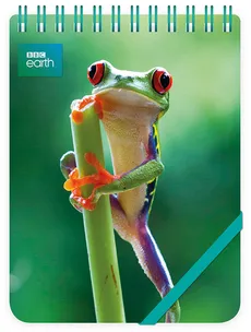 Kołonotes ozdobny Red Eyed Frog