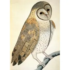 Karnet B6 z kopertą Owl