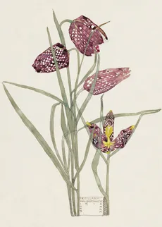 Karnet B6 z kopertą Fritillaria