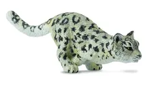 Leopard młody śnieżny biegnący