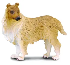 Pies rasy owczarek szkocki Collie