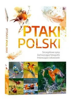 Ptaki Polski / SBM - Dominik Marchowski