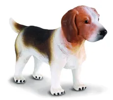 Pies rasy Beagle