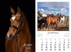 Kalendarz 2020 Konie 13 plansz - Praca zbiorowa