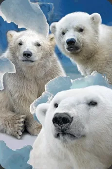 Minikartka 3D - Niedźwiedzie polarne