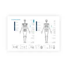 Plakat szkielet człowieka format A2