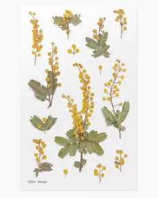 Naklejki ozdobne kwiaty Mimoza
