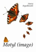 Motyl (imago) - Maciej Stypułkowski