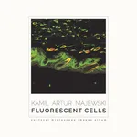 Fluorescent cells. Confocal microscope images album - Kamil Artur Majewski