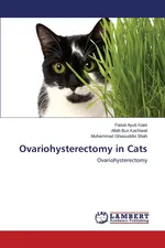 Ovariohysterectomy in Cats - Faisal Ayub Kiani