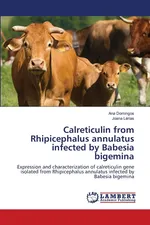 Calreticulin from Rhipicephalus annulatus infected by Babesia bigemina - Ana Domingos