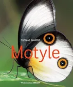 Motyle - Outlet - Thomas Marent