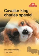 Cavalier king charles spaniel - Outlet