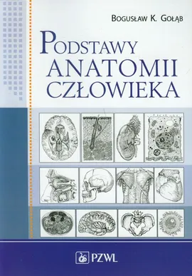 Podstawy anatomii człowieka - Outlet - Gołąb Bogusław K.