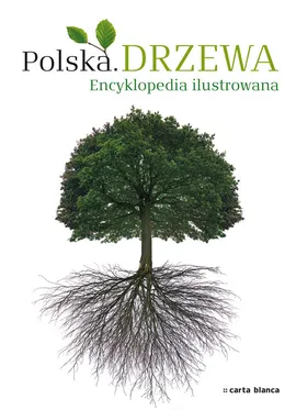 Polska Drzewa Encyklopedia ilustrowana - Anna Przybyłowicz