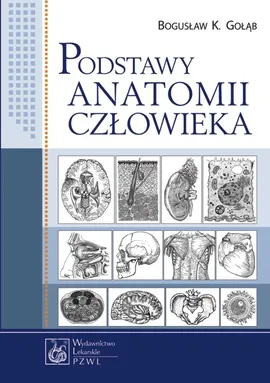 Podstawy anatomii człowieka - Gołąb Bogusław K.