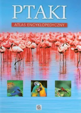 Ptaki Atlas encyklopedyczny - Outlet - Anna Przybyłowicz, Łukasz Przybyłowicz