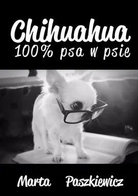 Chihuahua 100% psa w psie - Marta Paszkiewicz